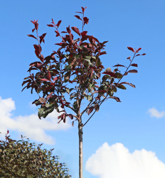 Okrasn slivka (Prunus cistena) na kmienku 120 cm, kont. 10 l