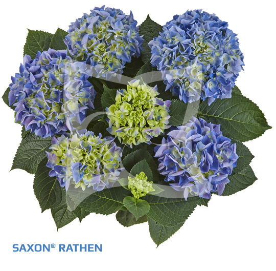 Гортензия saxon rathen фото