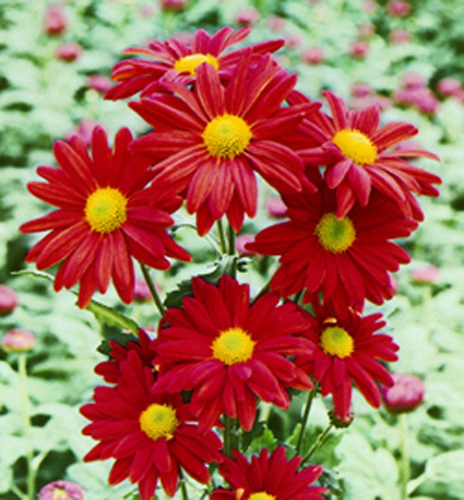 Margaréta, Chrysanthemum coccineum ´robinson red´ | E-shop | LUMIGREEN