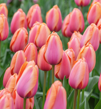 Tulipn APRICOT IMPRESSION 5 ks v balen