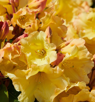 Rododendron hybridn JUNIGOLD 20-30 cm, kont. 4 l