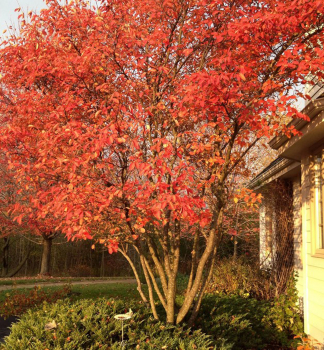 Muchovnk vekokvet (Amelanchier) AUTUMN BRILLIANCE 40-50 cm, kont. 4 l