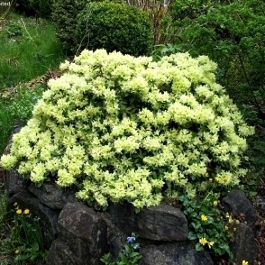 Rododendron GOLDEN WONDER 20-30 cm, kont. 2,5 l