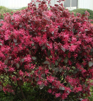 Loropetalum nske PIPAS RED 15-20 cm, kont. 2,5 l