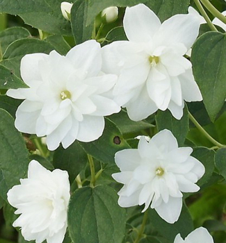 Pajazmn hybridn FROSTY MORN 20-30 cm, kont. 1,4 l