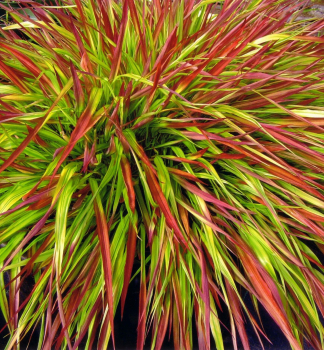 Hakonechloa macra MULLED WINE kont. 0,5 l