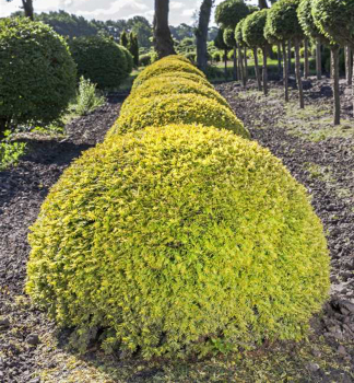 Tis obyajn SEMPERAUREA 20-30 cm, kont. 2,5 l