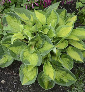 Hosta POCKETFUL OF SUNSHINE kont. 0,5 l