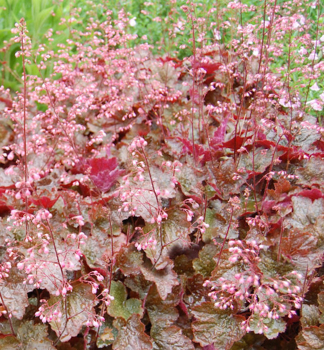 Heuchera hybridn RACHEL kont. 0,5 l