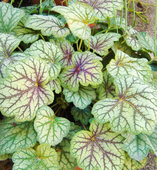 Heuchera hybridn VENUS kont. 0,5 l