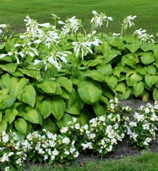 Hosta GRANDIFLORA kont. 0,5 l