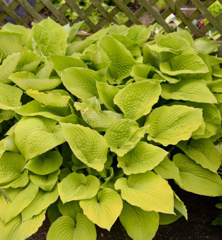 Hosta SHADOWLAND COAST TO COAST kont. 0,5 l