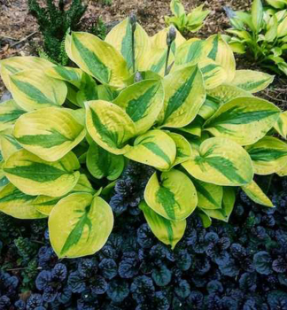 Hosta GLAD RAGS kont. 1 l