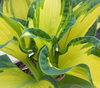 Hosta GOLDEN MEADOWS kont. 1 l