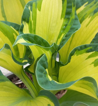 Hosta GOLDEN MEADOWS kont. 1 l