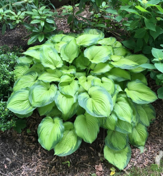 Hosta OLD GLORY kont. 1 l