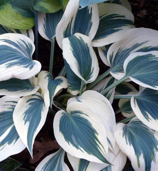 Hosta BLUE IVORY kont. 1 l