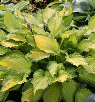 Hosta LADY GUINEVERE kont. 1 l