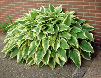 Hosta ANTIOCH kont. 1 l