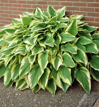 Hosta ANTIOCH kont. 1 l