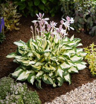 Hosta PAUL REVERE kont. 1 l