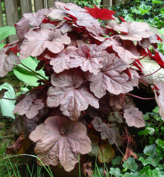 Heuchera hybridn BEAUJOIAIS kont. 0,5 l