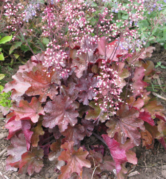 Heuchera hybridn CARMENCITA kont. 0,5 l