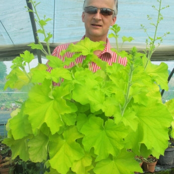 Heuchera hybridn GUACAMOLE kont. 0,5 l