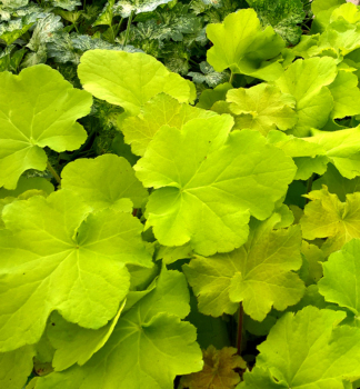 Heuchera hybridn GUACAMOLE kont. 0,5 l