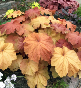 Heuchera hybridn MEGA CARAMEL kont. 0,5 l