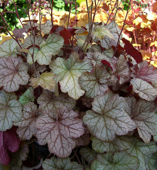 Heuchera hybridn PINOT GRIS kont. 0,5 l