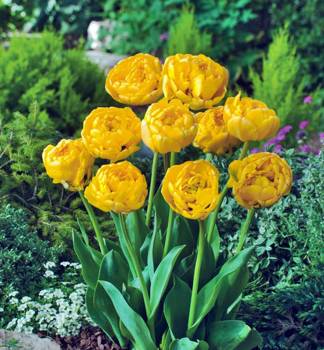 Tulipn YELLOW POMPONETTE, 5 ks v balen