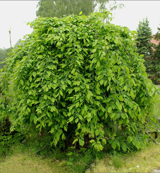 Hrab obyajn PENDULA na kmienku 160 cm, kont. 20 l