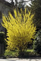 Forsythia intermedia GOLDRAUSCH