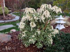 Pieris japonica VARIEGATA obdobie kvitnutia