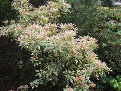 Pieris japonica VARIEGATA