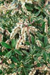 Pieris japonica VARIEGATA, detail kvetov