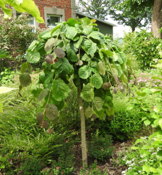 Lieska obyajn PENDULA na kmienku 150 cm, kont. 10 l