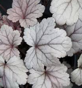 Heuchera hybridn SILVER GUMDROP, kont. 0,5 l