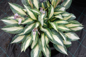 Hosta MAGIC ISLAND kont. 1 l