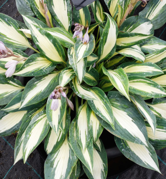 Hosta MAGIC ISLAND kont. 1 l