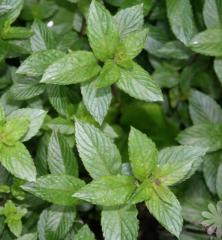 Mta mandarnkov / Mentha piperita f. Citrata