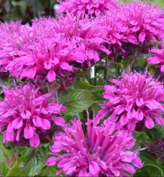 Monarda podvojn PURPLE LACE kont. 0,5 l