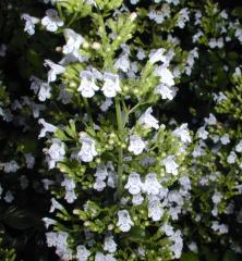 Marulka kocrnik / Calamintha nepeta