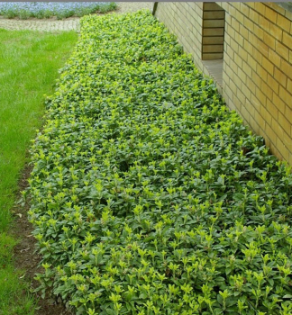 Pachysandra vrcholov GREEN CARPET kont. 0,5 l