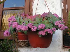 Sedum sieboldii, zavesen v ndobe