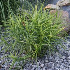 Carex muskingumensis LITTLE MIDGE kombincia s kameom