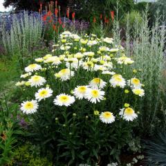 Leucanthemum superbum REAL GLORY