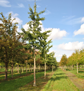 Ginko dvojlalon TREMONIA 430-450 cm, s korunou, zemn bal