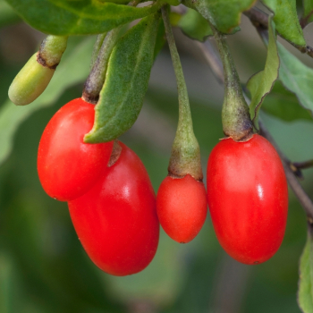 Goji vekoplod (Kustovnica nska) LITTLE GOJI 20-30 cm, kont. 2,5 l